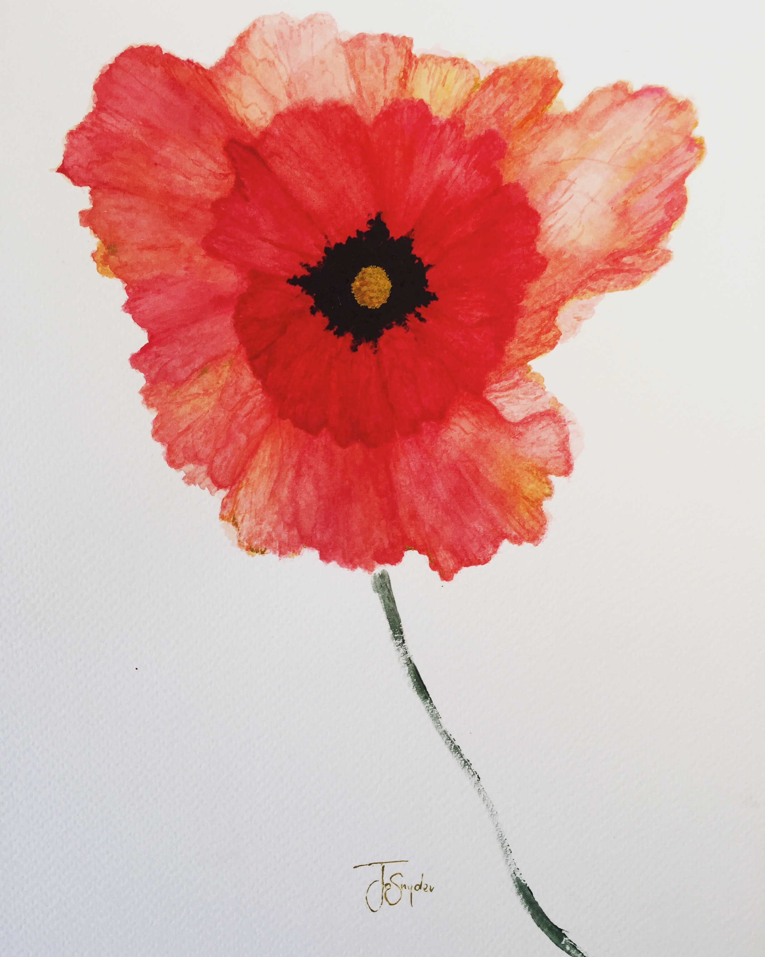 Poppy. Watercolor. 11" x 14"